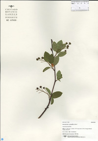 Amelanchier x grandiflora image