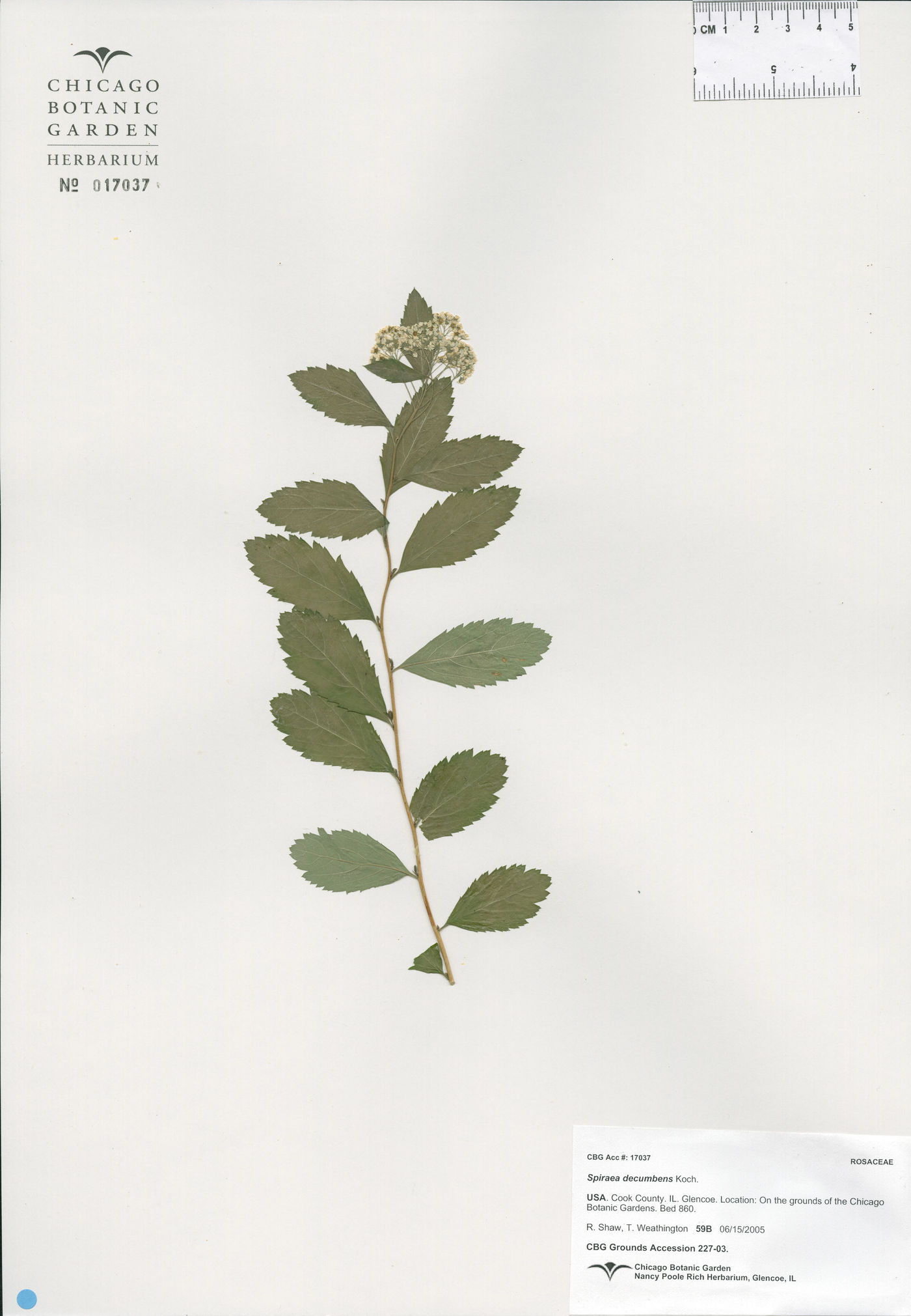 Spiraea decumbens image