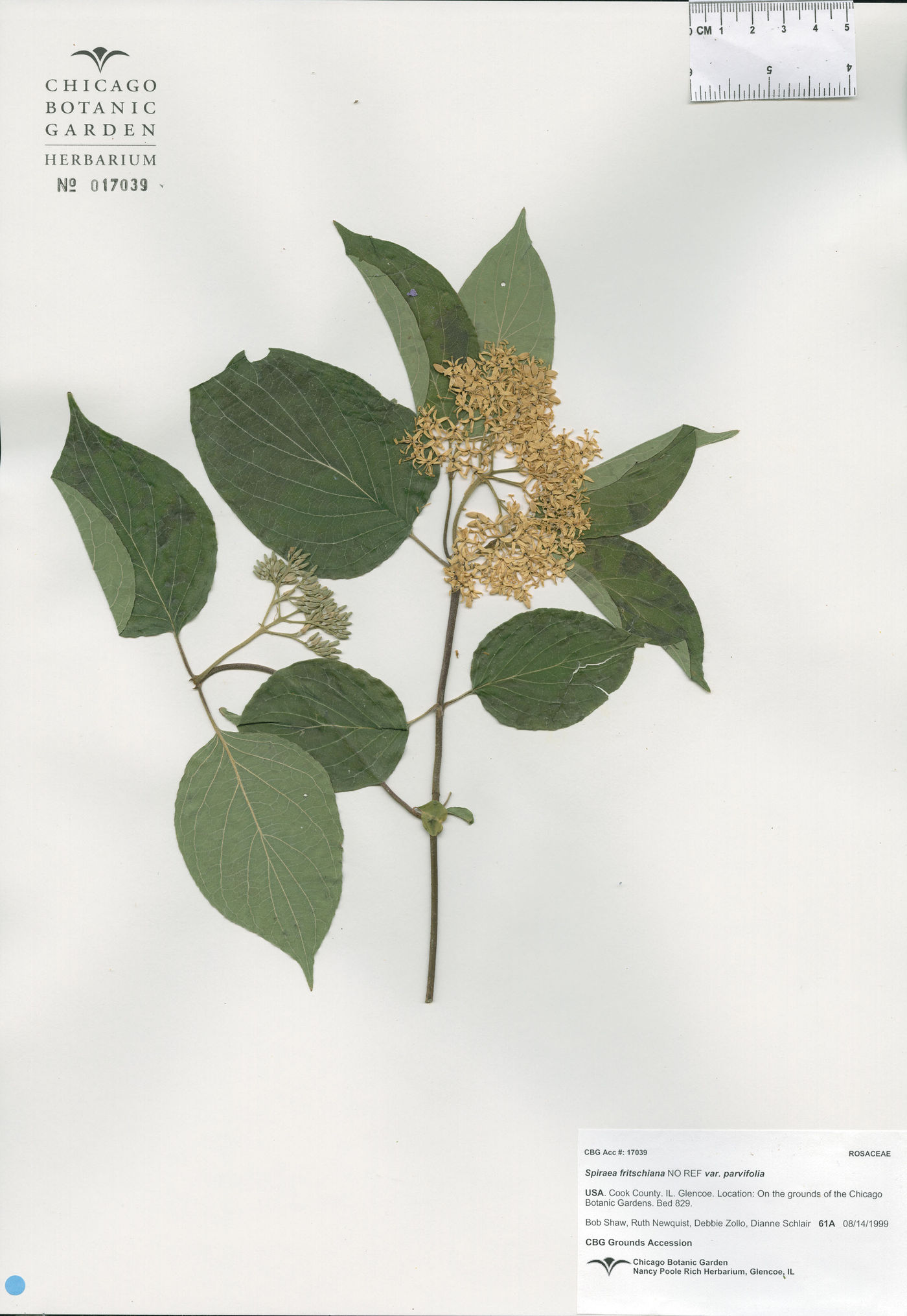 Spiraea fritschiana var. parvifolia image