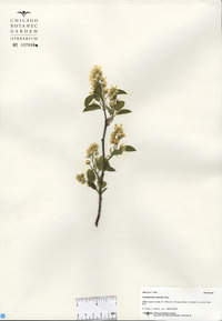 Amelanchier humilis image