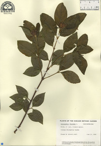 Calycanthus floridus image