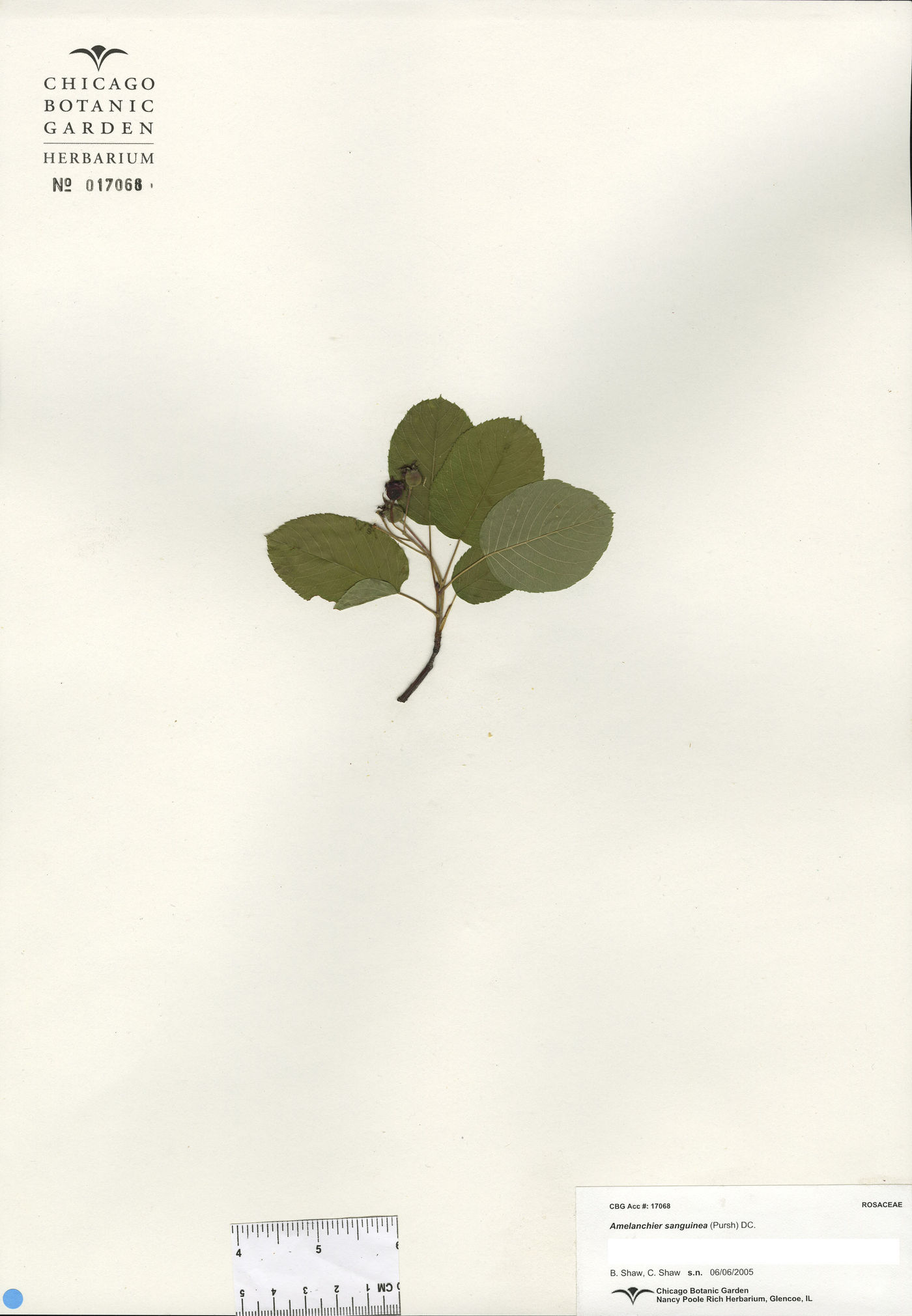 Amelanchier sanguinea image