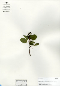 Amelanchier humilis image