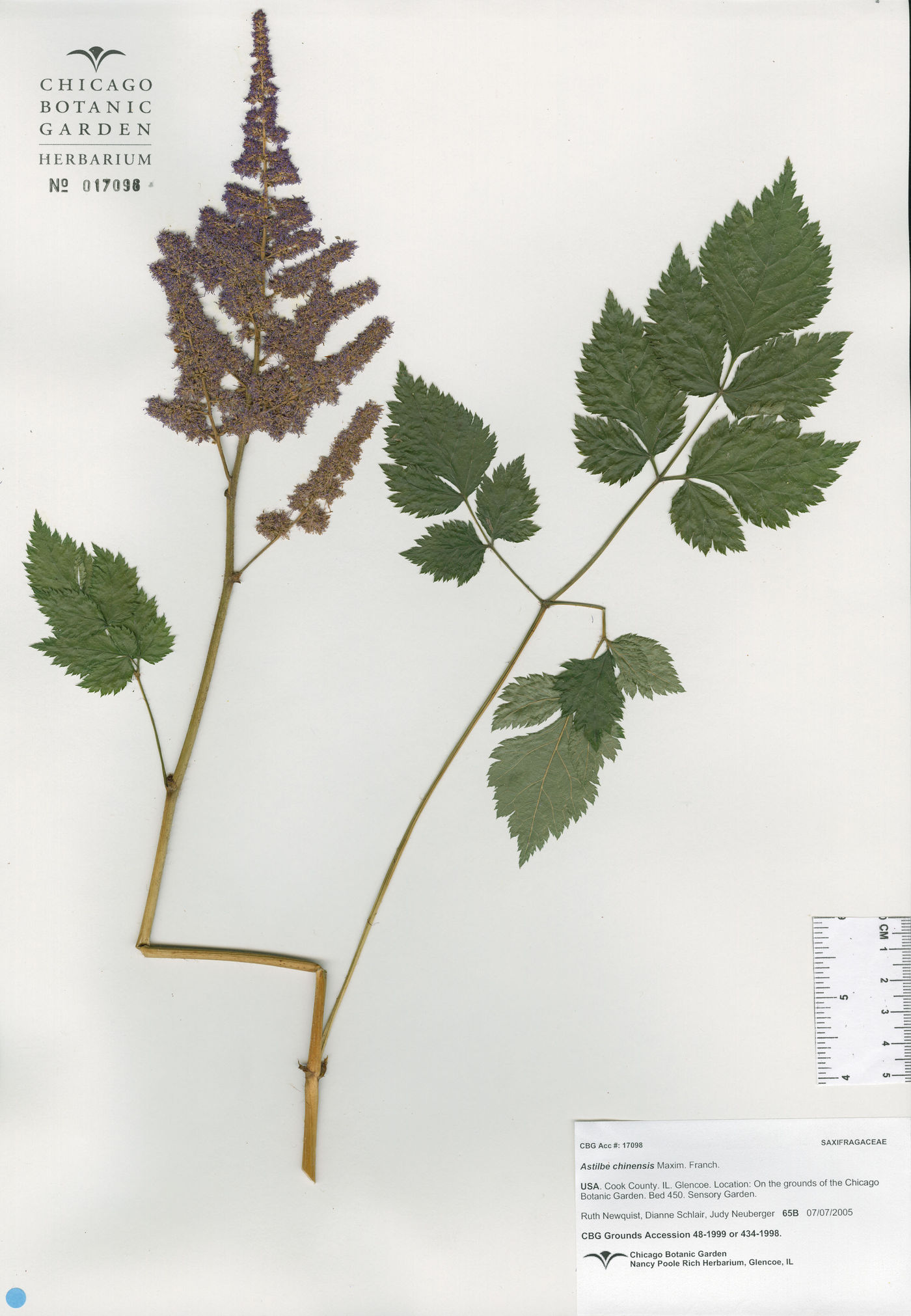 Astilbe rubra image