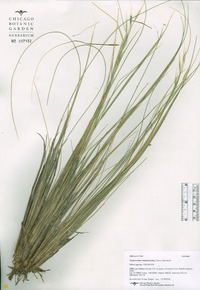 Hesperostipa neomexicana image