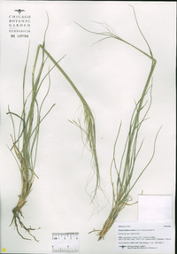 Hesperostipa comata image