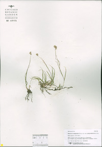 Bouteloua dactyloides image