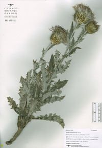 Cirsium undulatum image