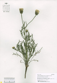 Xanthisma spinulosum image