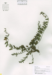 Convolvulus arvensis image