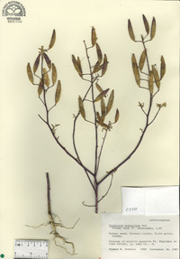 Polanisia dodecandra image