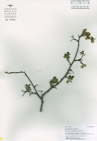 Rhus trilobata image