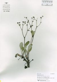 Eriogonum jamesii image