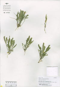 Hybanthus verticillatus image