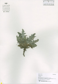 Cirsium undulatum image