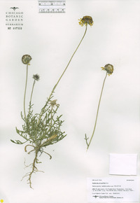 Gaillardia pinnatifida image