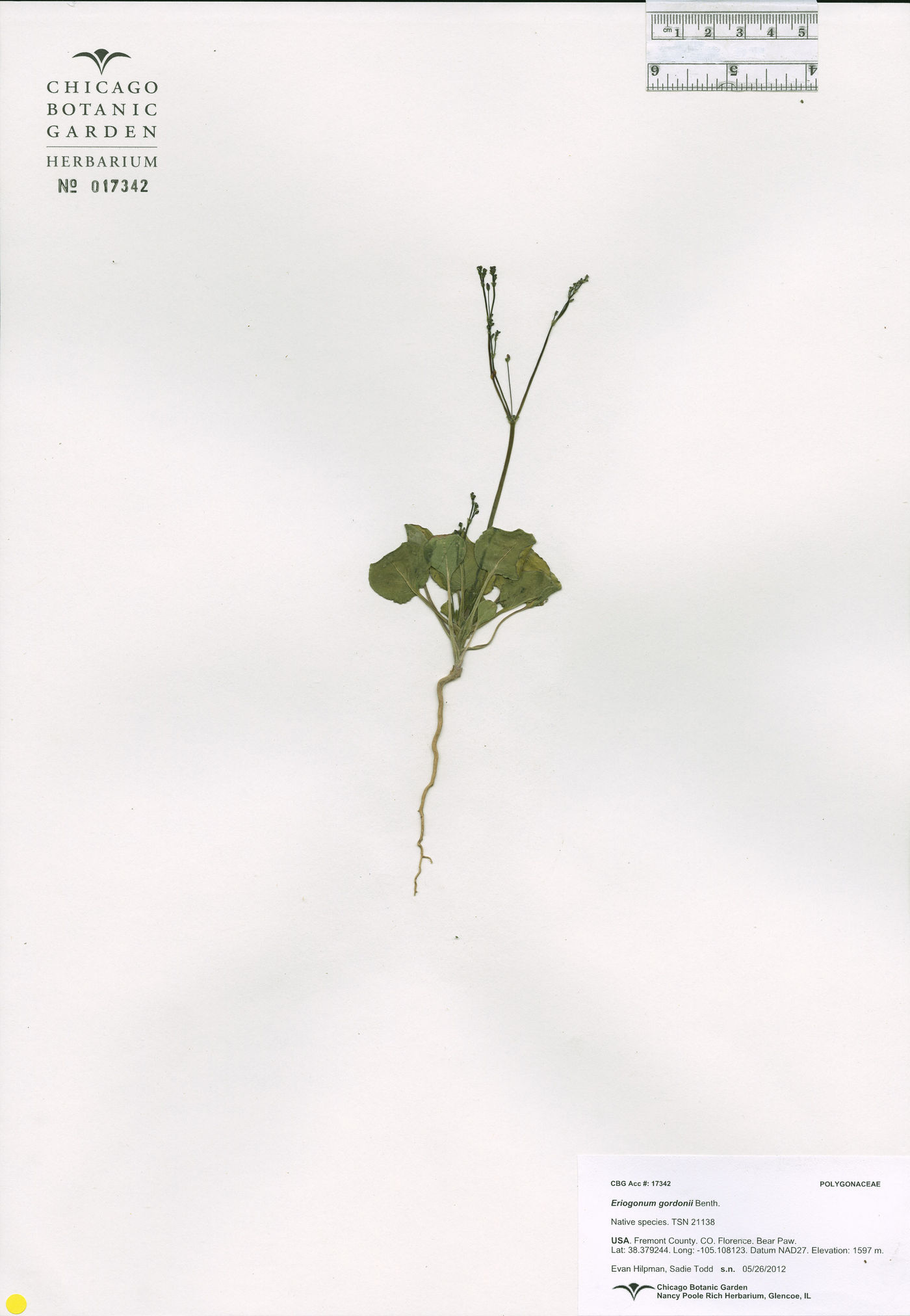 Eriogonum gordonii image