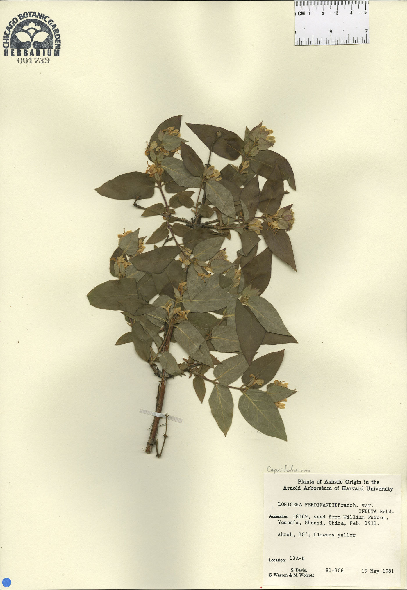 Lonicera ferdinandii image