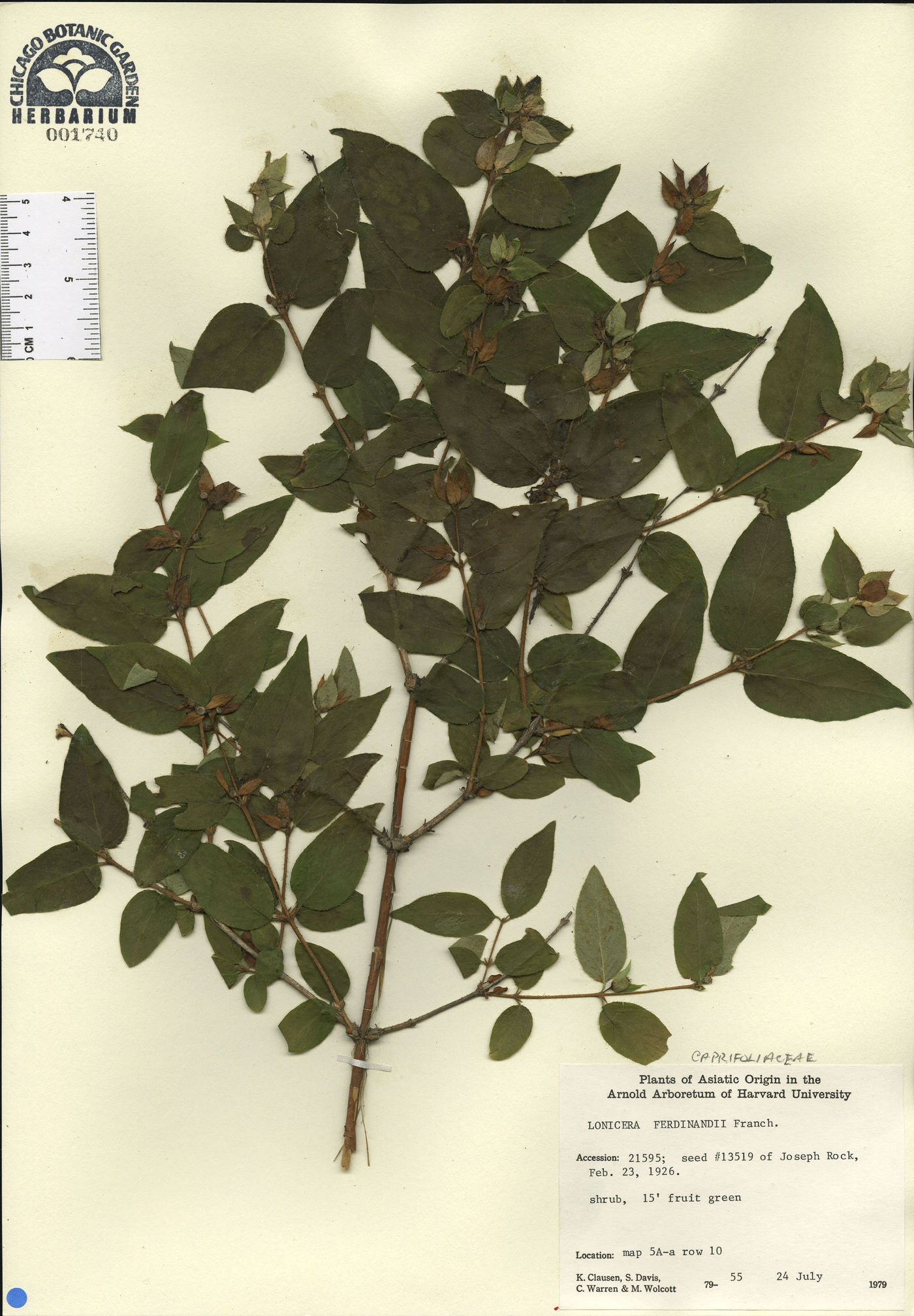 Lonicera ferdinandii image