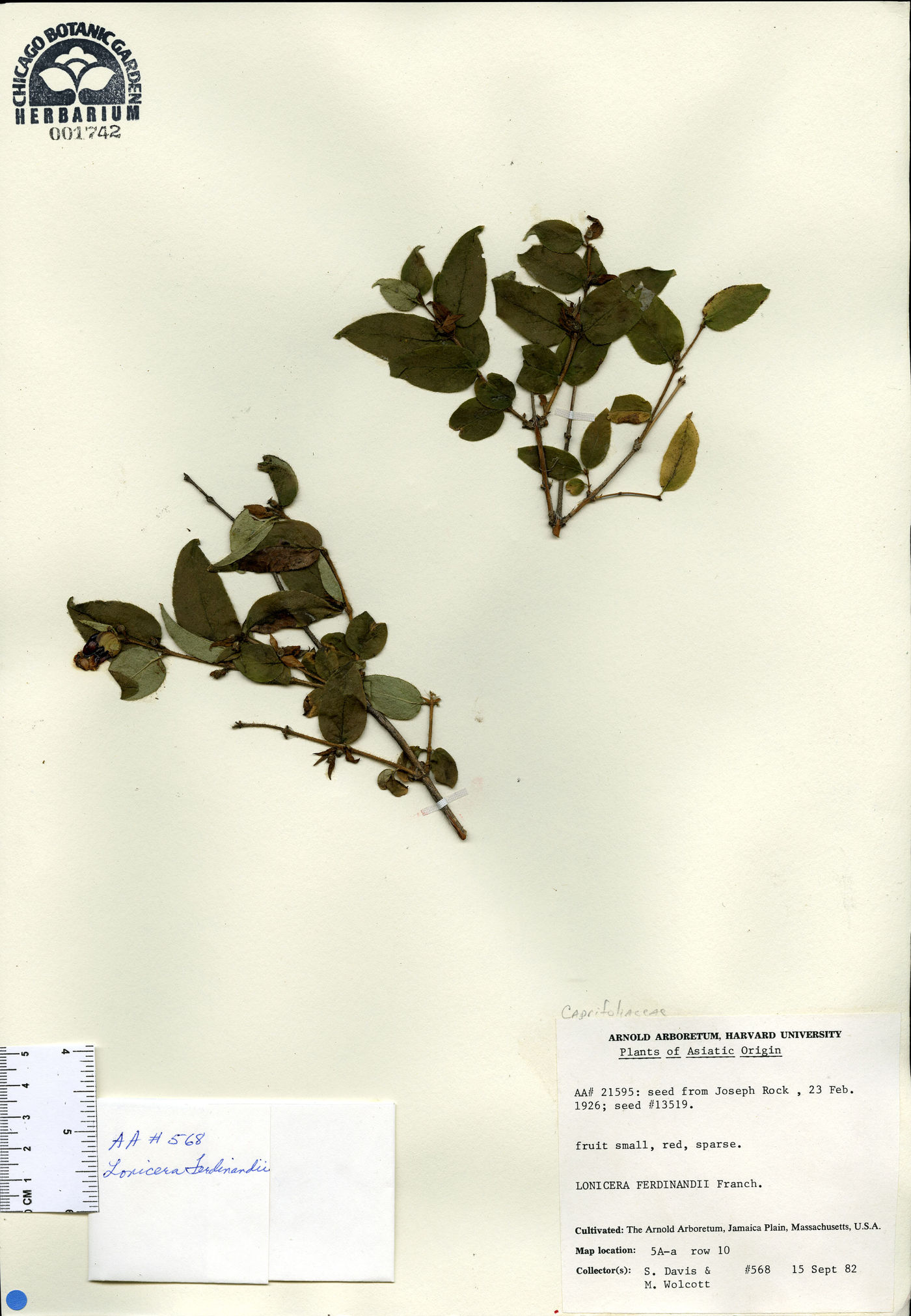 Lonicera ferdinandii image