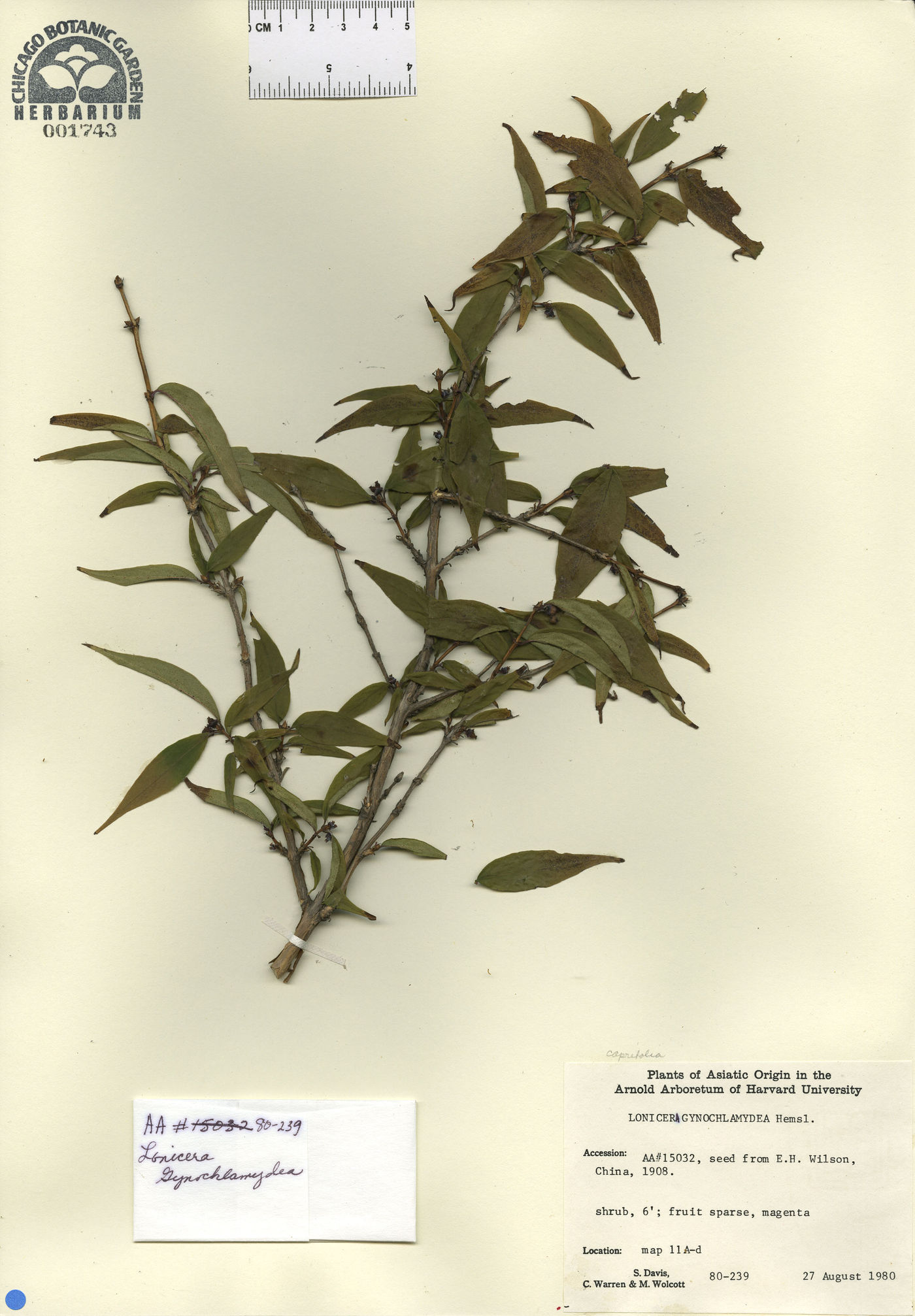 Lonicera gynochlamydea image