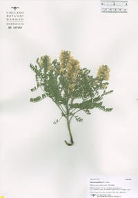 Sophora nuttalliana image