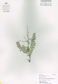 Atriplex confertifolia image