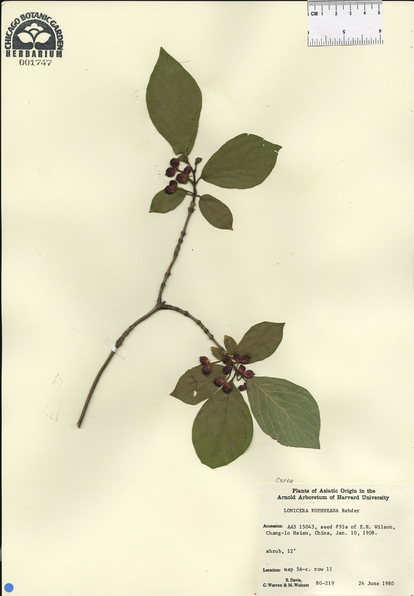 Lonicera chrysantha image