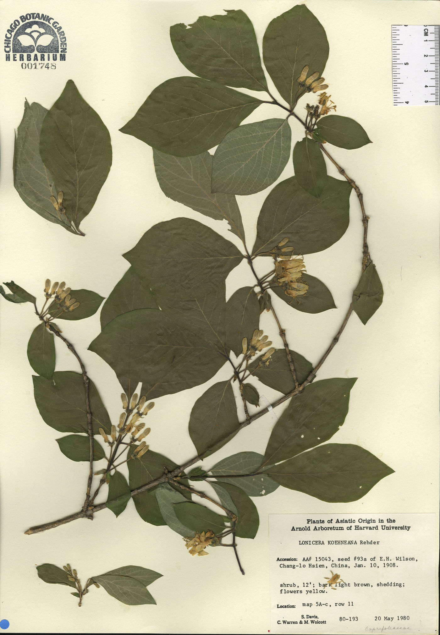 Lonicera chrysantha var. koehneana image