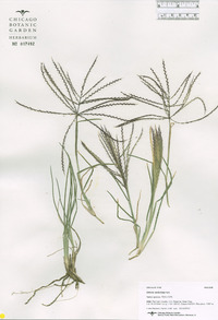 Chloris verticillata image