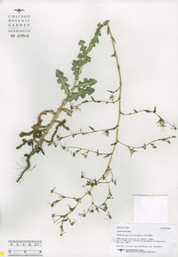 Lactuca serriola image