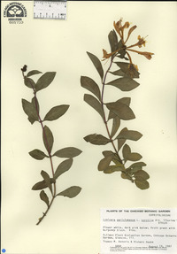 Lonicera periclymenum image