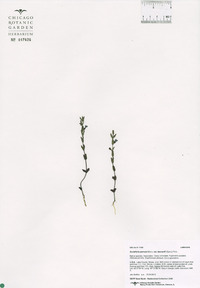 Scutellaria parvula var. leonardii image