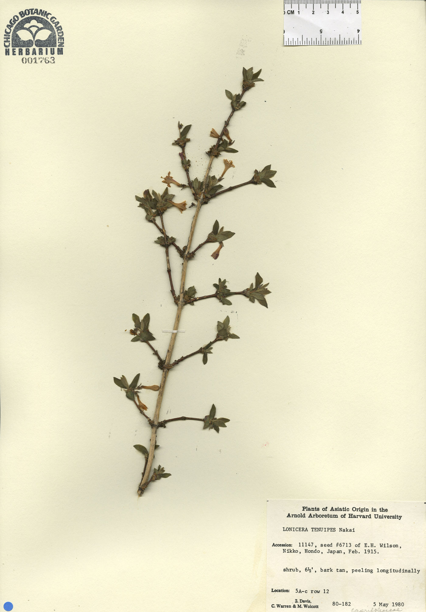 Lonicera gracilipes image