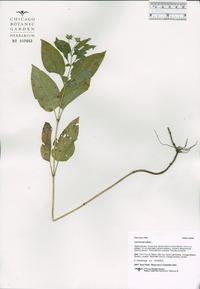 Lysimachia ciliata image