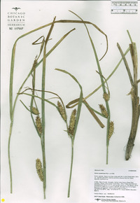 Carex hystericina image