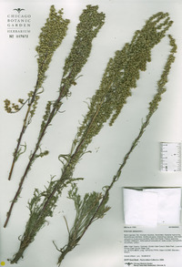 Artemisia campestris image