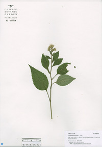 Eurybia macrophylla image