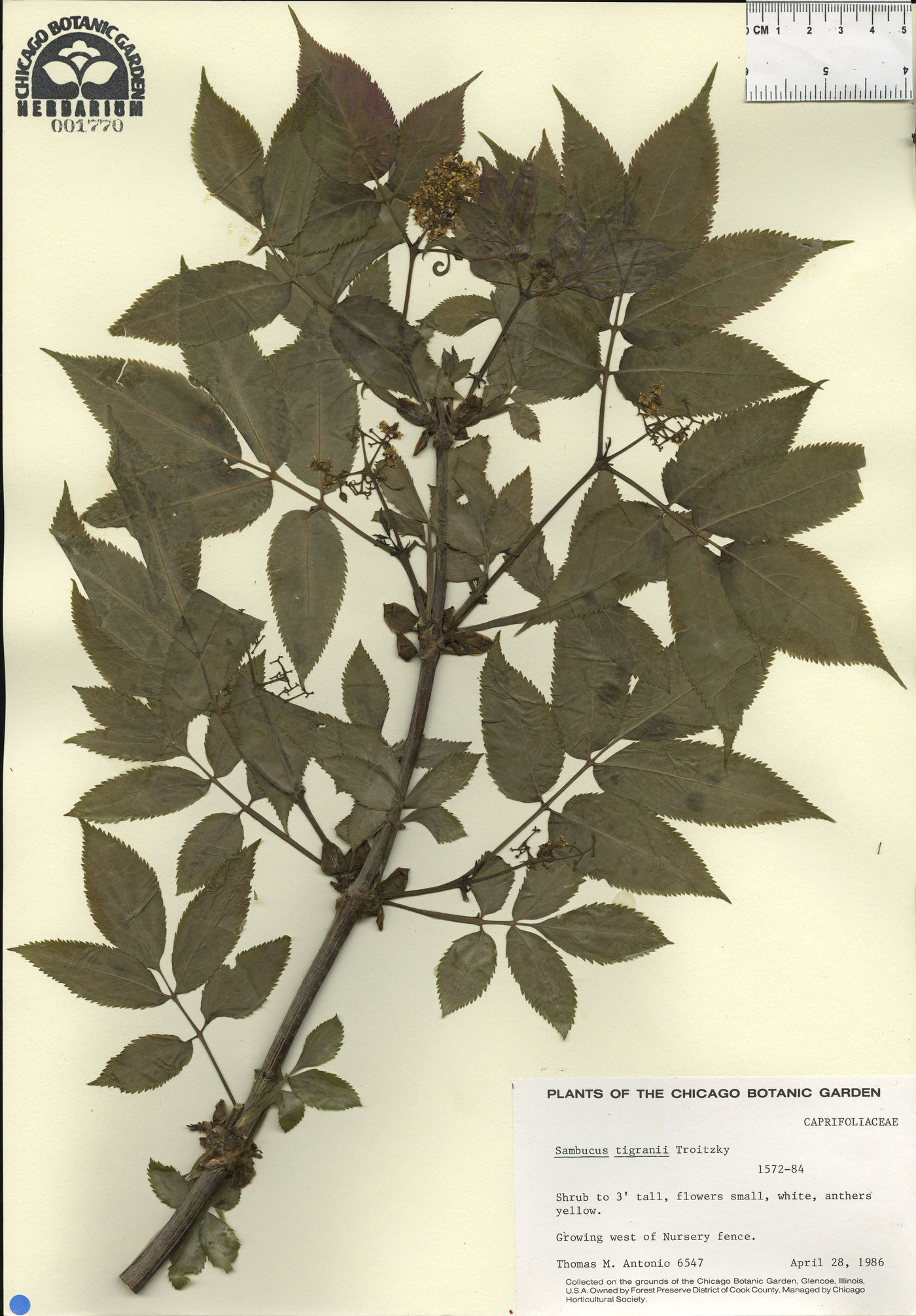 Sambucus tigranii image