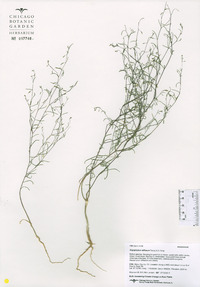 Gayophytum diffusum image