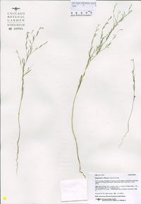 Gayophytum diffusum image