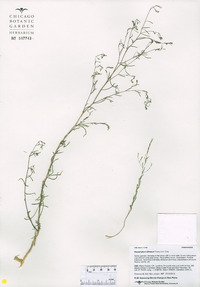 Gayophytum diffusum image