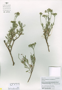 Eriogonum microtheca image