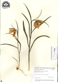 Fritillaria meleagris image