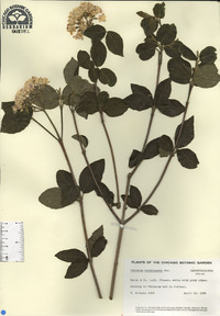 Viburnum carlesii image