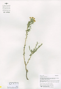 Tetradymia canescens image