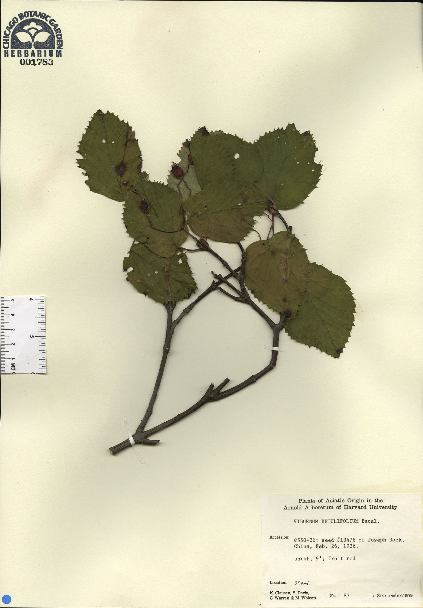 Viburnum betulifolium image