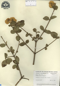 Viburnum carlcephalum image