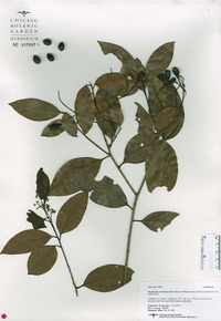 Nectandra cissiflora image