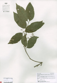 Bunchosia swartziana image